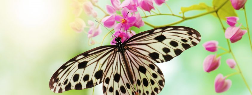 Soul Workings Reiki Mentorship