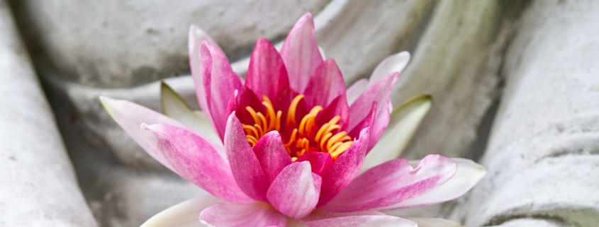 Buddha hands holding flower
