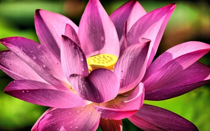 Reiki Master Teacher Training